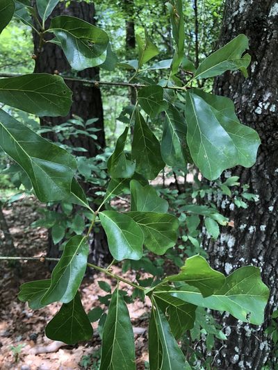 Quercus arkansana, photographed by Will McFarland
