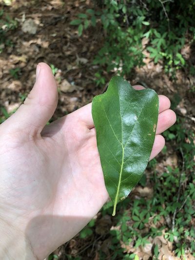 Quercus arkansana, photographed by Will McFarland