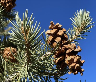 Pinus monophylla, photographed by Henrik Kibak