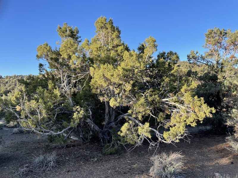 Juniperus osteosperma, photographed by Henrik Kibak