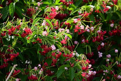 Combretum indicum