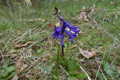Hyacinthus orientalis, photographed by Mara Christensen
