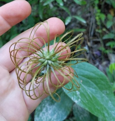 Clematis ochroleuca, photographed by Sam Taylor