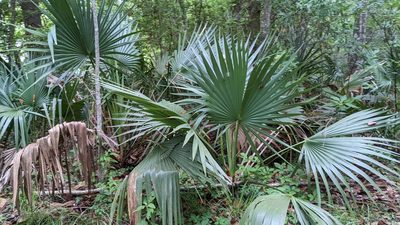 Sabal minor, photographed by Joseph Aubert
