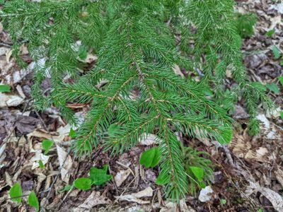 Picea rubens, photographed by Nick Kleinschmidt