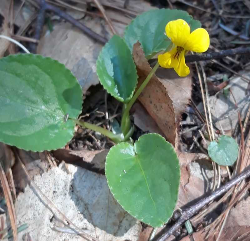 Viola rotundifolia, photographed by Dominic McLean