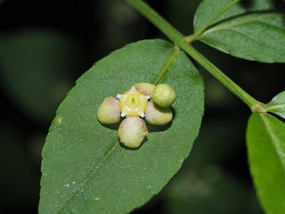 Euonymus americanus, photographed by Jeff Clark
