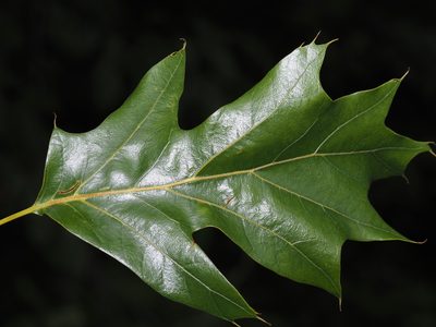 Quercus velutina, photographed by Jeff Clark