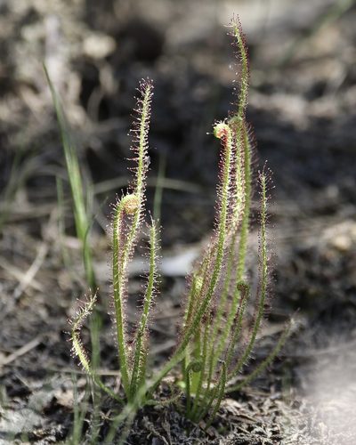 Drosera filiformis, photographed by er-birds