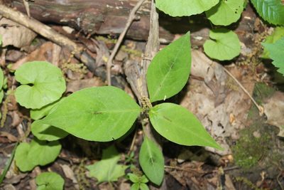 Persicaria virginiana, photographed by Violet T.