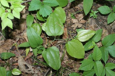 Smilax tamnoides, photographed by Violet T.