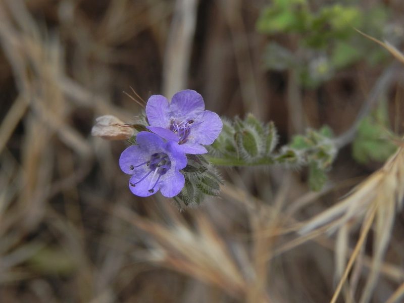 Phacelia distans, photographed by James C. Davis