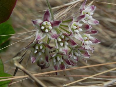 Funastrum heterophyllum, photographed by James C. Davis