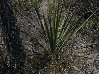 Yucca schidigera, photographed by James C. Davis