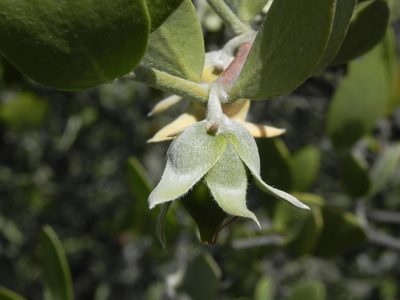Simmondsia chinensis, photographed by James C. Davis