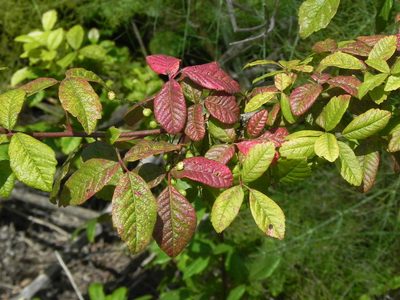 Toxicodendron diversilobum, photographed by James C. Davis