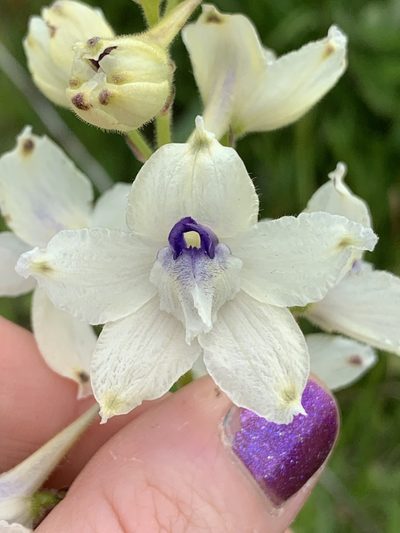 Delphinium pavonaceum, photographed by Kate Manning