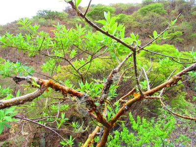 Euphorbia tanquahuete, photographed by Oscar Alejandro Morales Juárez