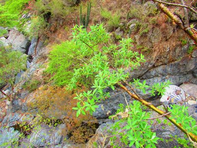 Euphorbia tanquahuete, photographed by Oscar Alejandro Morales Juárez