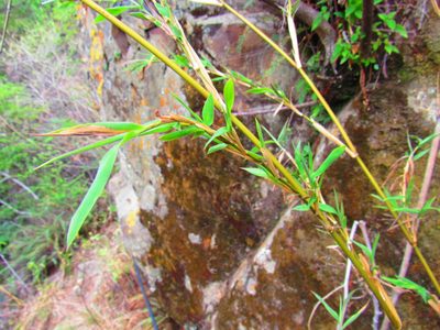 Lasiacis ruscifolia, photographed by Oscar Alejandro Morales Juárez