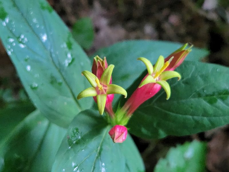 Spigelia marilandica, photographed by Dominic