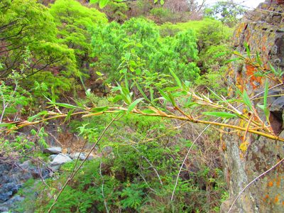 Lasiacis ruscifolia, photographed by Oscar Alejandro Morales Juárez
