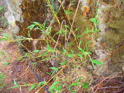 Lasiacis ruscifolia, photographed by Oscar Alejandro Morales Juárez