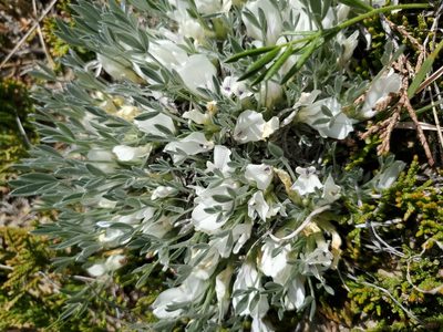 Astragalus gilviflorus, photographed by John Gaskin