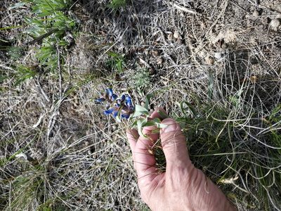 Penstemon nitidus, photographed by John Gaskin