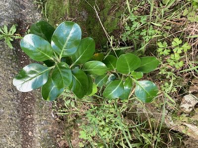 Coprosma repens, photographed by eyrezer