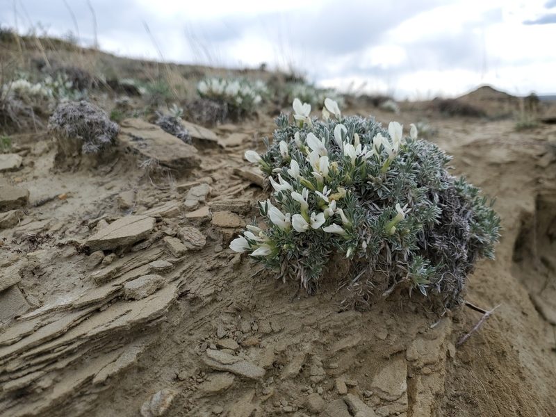 Astragalus gilviflorus, photographed by John Gaskin