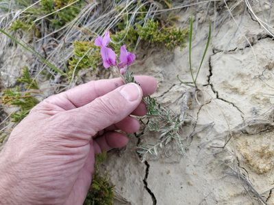Oxytropis lambertii, photographed by John Gaskin