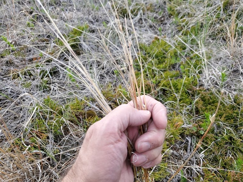 Schizachyrium scoparium, photographed by John Gaskin