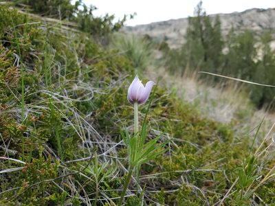 Pulsatilla nuttalliana, photographed by John Gaskin