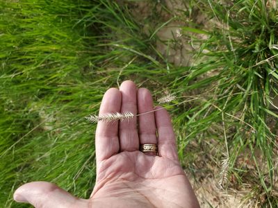 Agropyron cristatum, photographed by John Gaskin