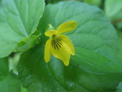 Viola glabella, photographed by joergmlpts
