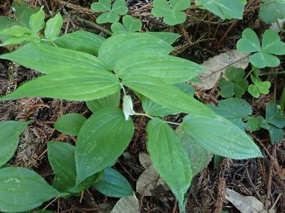 Prosartes smithii, photographed by joergmlpts