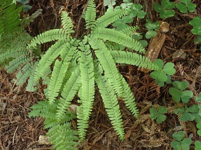 Adiantum aleuticum, photographed by joergmlpts