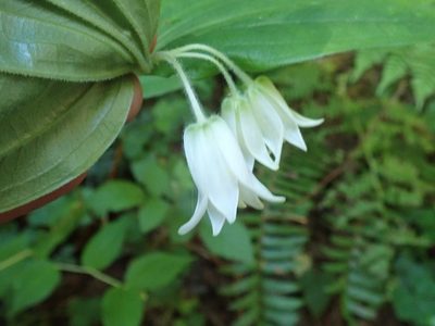 Prosartes smithii, photographed by joergmlpts