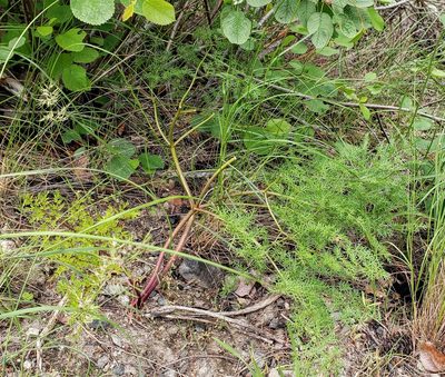 Lomatium multifidum, photographed by machaut2