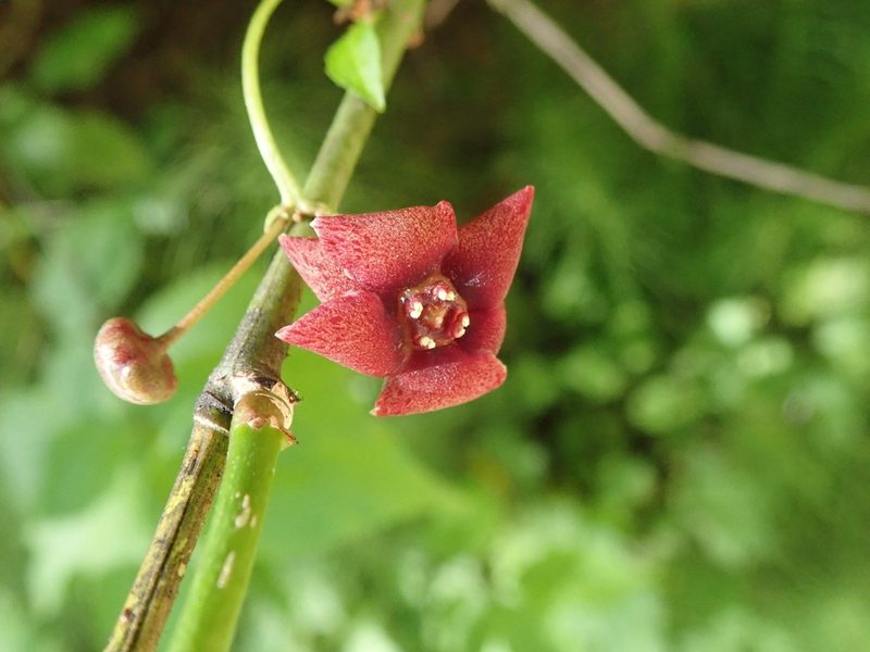 Euonymus occidentalis, photographed by joergmlpts