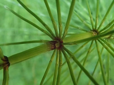 Equisetum telmateia, photographed by joergmlpts