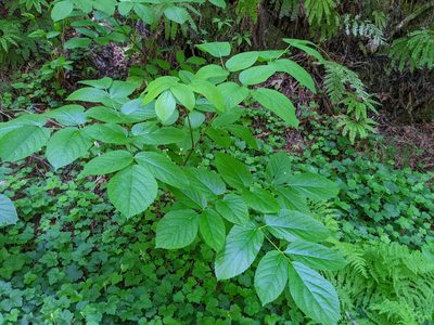 Aralia californica, photographed by joergmlpts