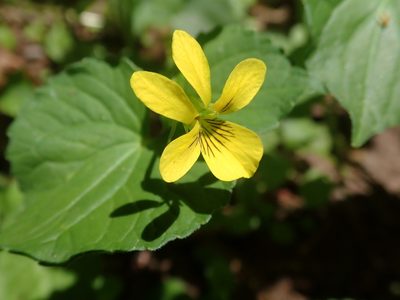 Viola glabella, photographed by joergmlpts