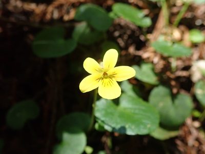 Viola sempervirens, photographed by joergmlpts
