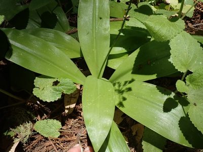 Clintonia andrewsiana
