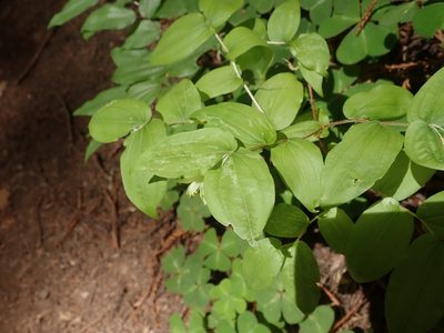 Prosartes hookeri, photographed by joergmlpts