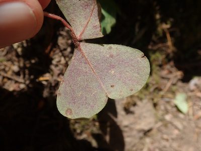 Oxalis smalliana, photographed by joergmlpts