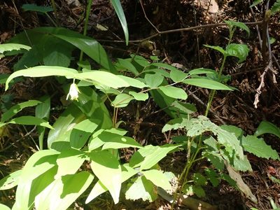 Prosartes hookeri, photographed by joergmlpts