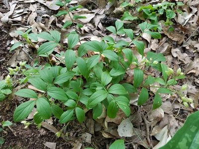 Polemonium reptans, photographed by Leila Dasher